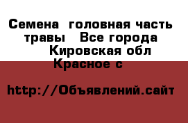 Семена (головная часть))) травы - Все города  »    . Кировская обл.,Красное с.